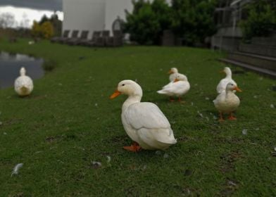 Southern African Ducks