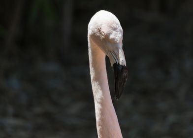 pink flamingo in the farm