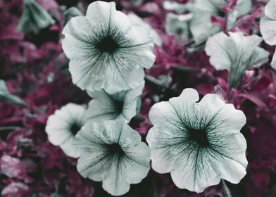 Colorful flowers