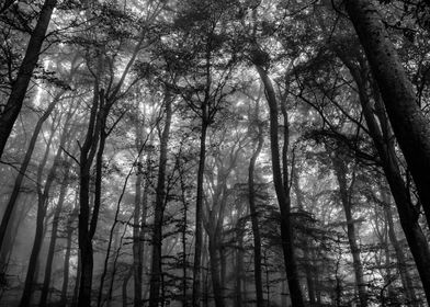 Black & White Fog Forest