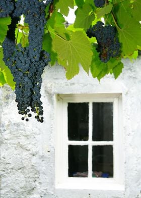 Vines in the backyard