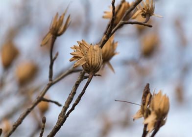 dried flower in winter