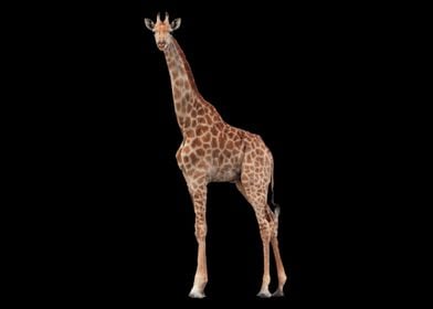 giraffe animal africa gift