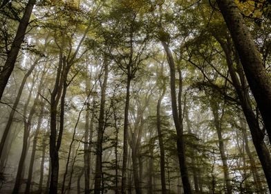 Denmark Fog Forest