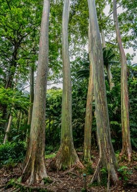 Rainbow Trees Hawaii