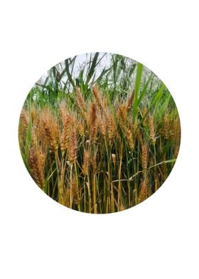 Wheat ears