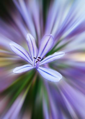 Agapanthus flower 