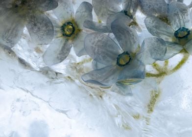 Oxypetalum in ice 1