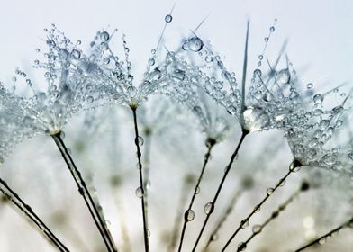 Pretty Water Droplets