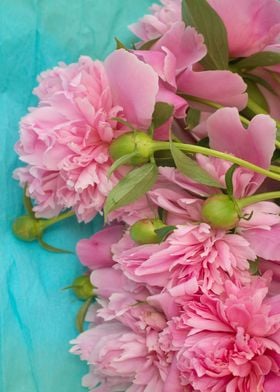 Pink summer peonies