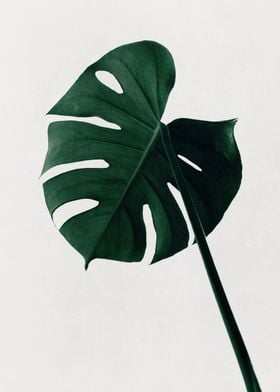 Monstera Natural 07