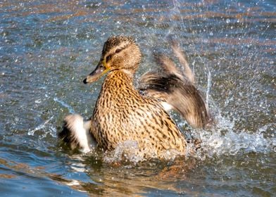 Female mallard