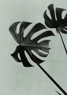 Botanical-preview-0