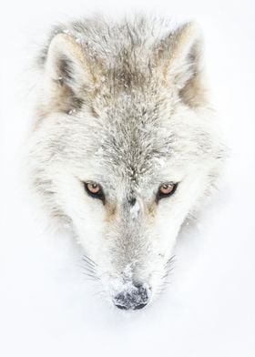 Laminated 24x18 Poster Arctic Wolf Wolves of the World Poster 
