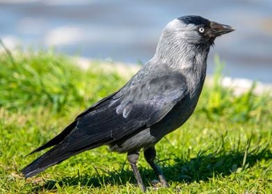 Western jackdaw