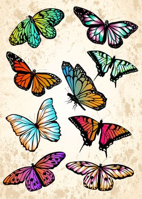 Butterfly Collection