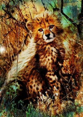 cheetah