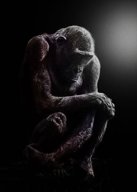 Lonely CHIMPANZEE