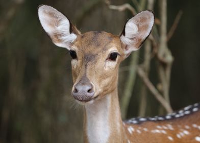 Fallow Deer Portrait