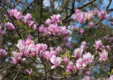 Magnolia Blooming Flowers
