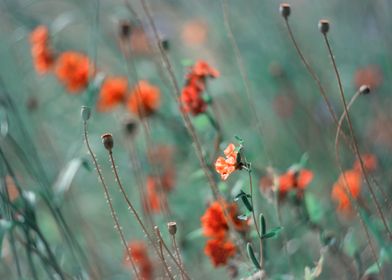 Red field poppies in glade