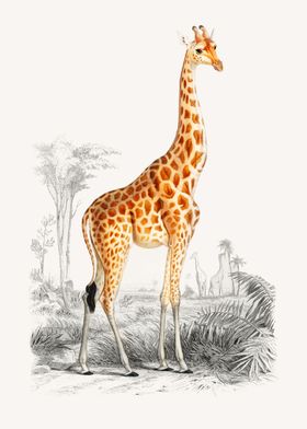 Giraffe Giraffa camelopard