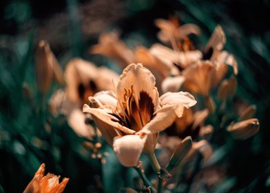 Orange lily in my garden