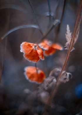 Red field poppy in meadow