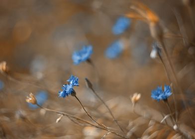 Blue flowers, impression