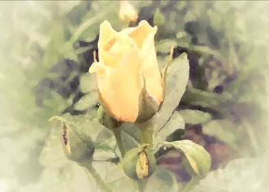 Vintage yellow rose bud