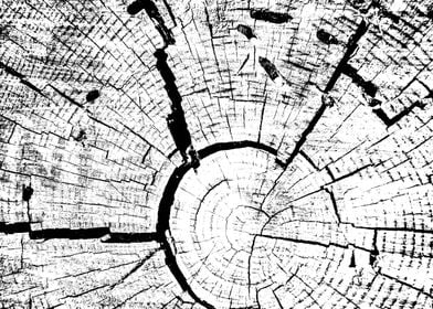 Black & White Tree Rings