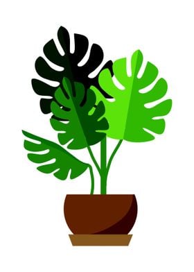 The Monstera Plants