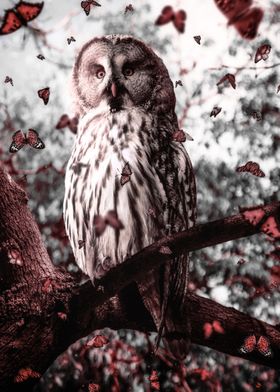 Owl Leaves Butterflies