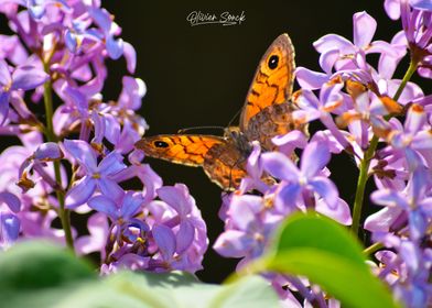 Butterfly on Lilac