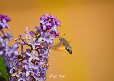 Butterfly and Lilac