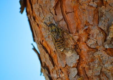 Cicada on the Tree