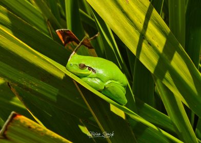 Frog takes a nap