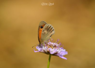 Butterfly on Flower