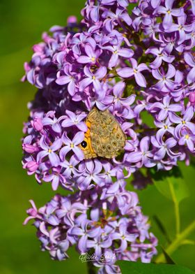 Butterfly and Lilac