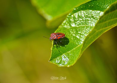 Cute little Beetle