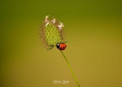 Little Ladybug