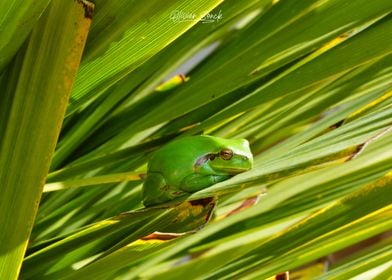 Green Frog