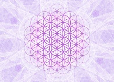 Violet Flower of Life  