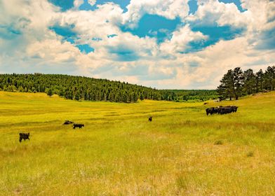 Farm Scenic Landscape