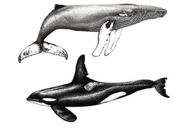 Orca and humpback whale 