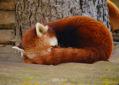 Red Panda