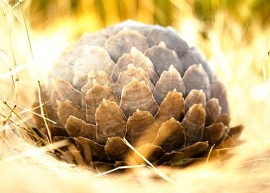 Pangolin Protea