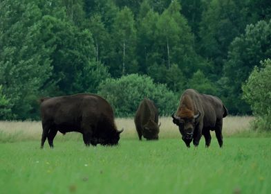 Three aurochs on field