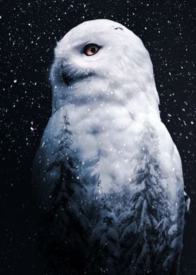 Snowy Owl and fir trees