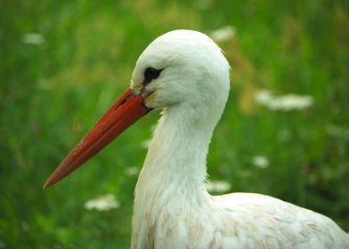 Portrait of pretty stork